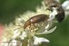 Orsodacne cerasi